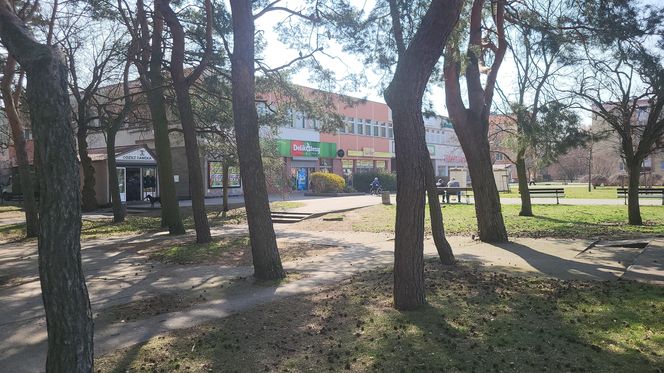 Historia wśród drzew! Tak żyje się na osiedlu Leśnym w Bydgoszczy