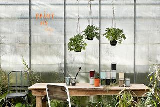 Rośliny w domu - jak je eksponować