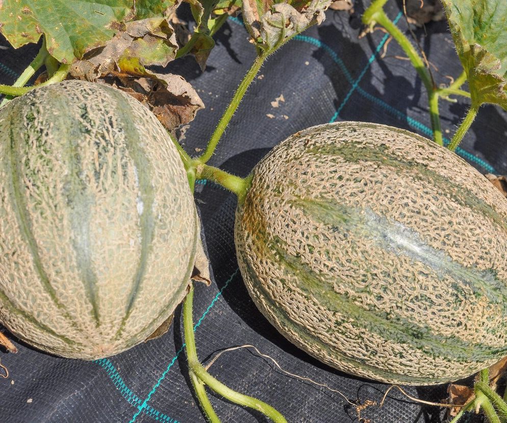 Melon w ogrodzie 