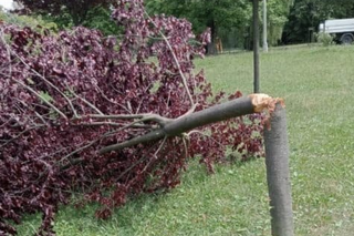 Wandale w barbarzyński sposób zniszczyli drzewa w krakowskich parkach i na Plantach