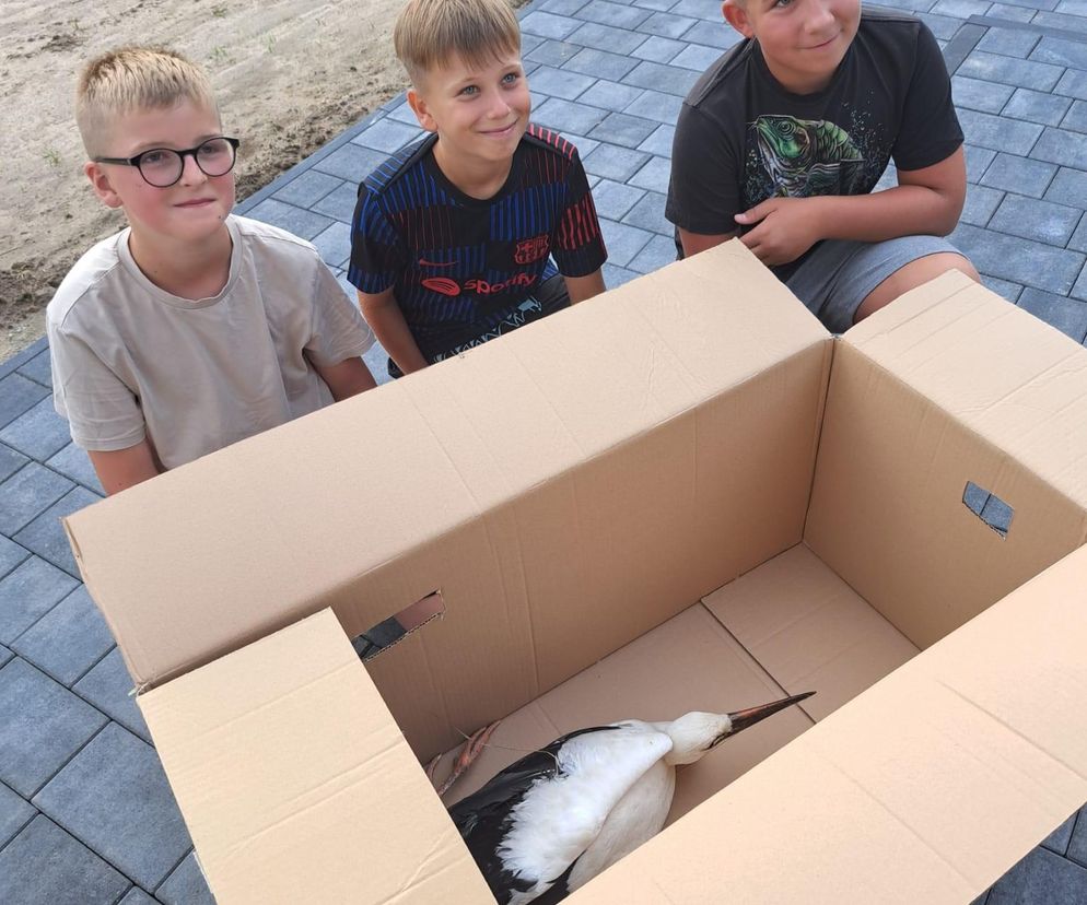 Mieszkańcy gminy Kuślin uratowali bociana