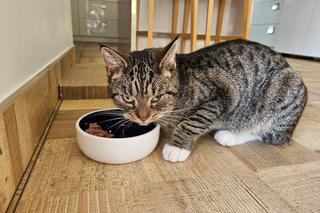 Kot prezydenta Szczecina 