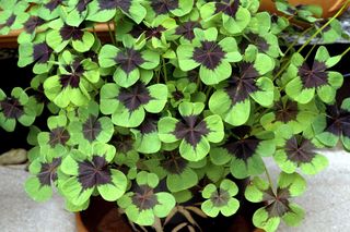 Rośliny doniczkowe, które przyciągają szczęście i bogactwo. Sprawdź, czy masz je w swoim domu!