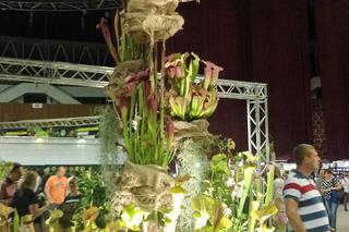 Krwiożercze rośliny opanowały katowicki Spodek! Trwa Festiwal Roślin Owadożernych [ZDJĘCIA, AUDIO]