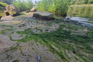 Setki zdechłych ryb, w tym gatunek chroniony. Wędkarze łowiący w Wiśle w okolicach Krakowa alarmują