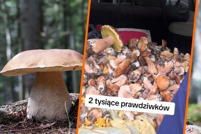 Wysyp grzybów na Mazurach. Tysiące prawdziwków w lesie pod Nidzicą