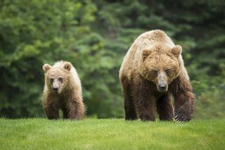 Niedźwiedzica postraszyła matkę z córką. Horror w Tatrach