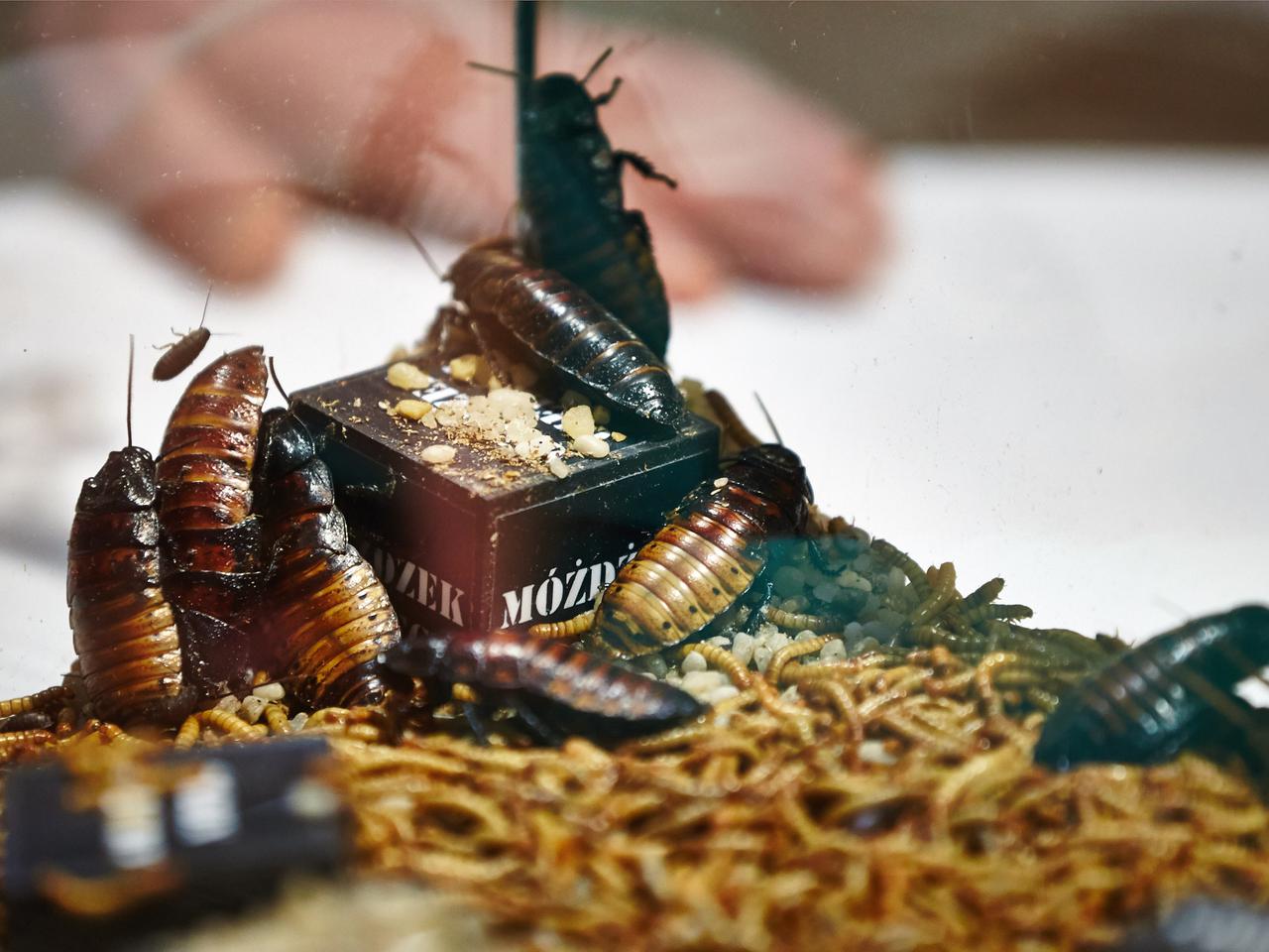 Hell's Kitchen 2, odcinek 7