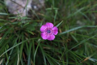Goździk siedmiogrodzki - Dianthus callizonus