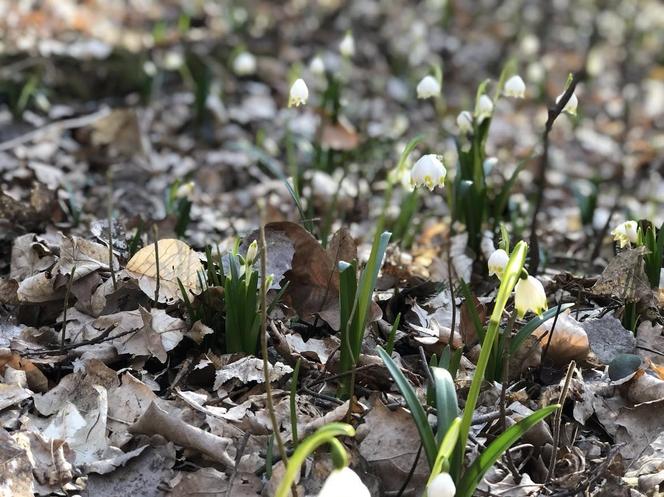 Śnieżycowy Jar - wyjątkowy rezerwat na terenie poligonu