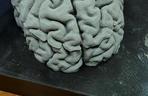 Na KUL-u drukują ludzki mózg. Tak uczą anatomii w 3D!