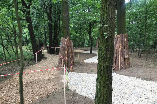 Wrocław jako pierwszy wprowadza karty ze standardami ochrony drzew przy inwestycjach