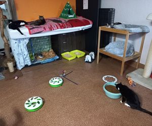 Poszukiwani wolontariusze do pomocy w Kociarni w Lesznie