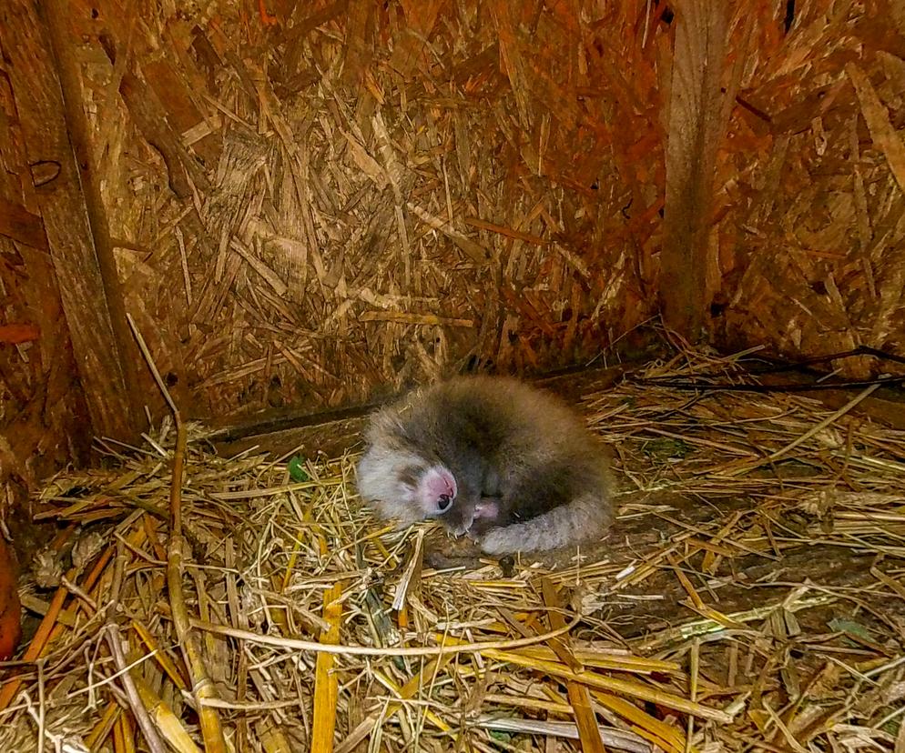 W łódzkim ZOO urodziła się panda mała