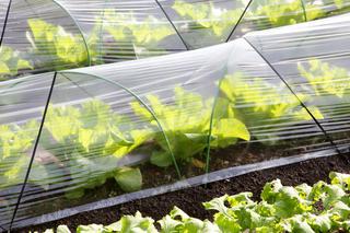 Uprawa warzyw w tunelu foliowym - jak uprawiać warzywa pod folią?