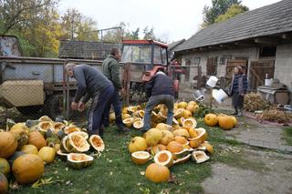 Rolnicy. Podlasie, odcinek 51 (sezon IV)