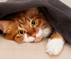 Słodkie imiona dla kotek