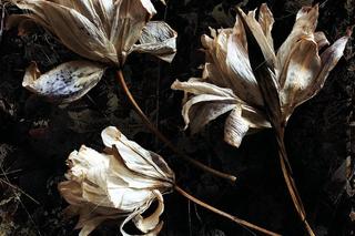 Premiery książek w kwietniu 2024. Te tytuły powinniście poznać! 