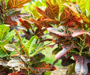 Kroton pstry - uroczy truciciel