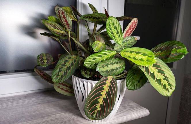Maranta
