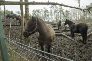  Spłonęła stadnina koni Huculski Raj na warszawskiej Białołęce. Ruszyła zbiórka na pomoc!