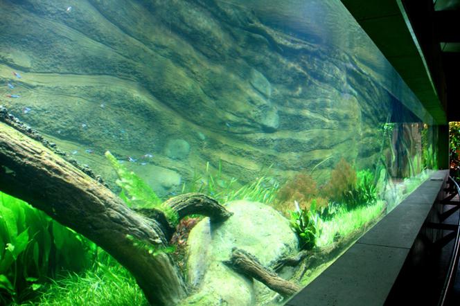 Rozbudowa ZOO