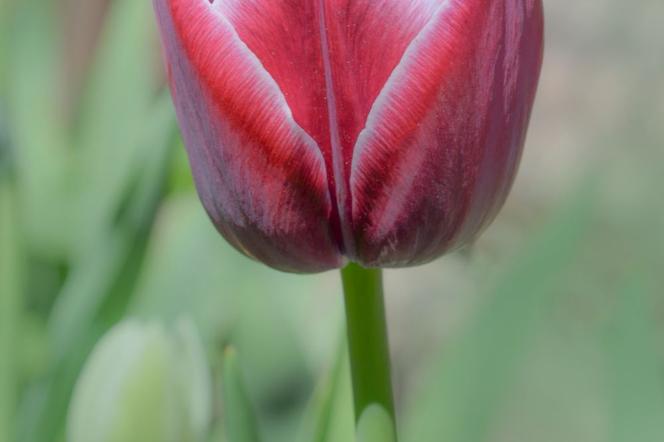 Tulipan 'Arabian Mystery'