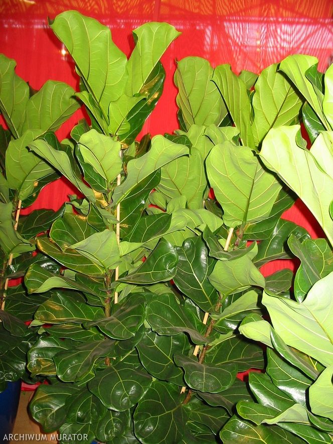 Figowiec lirolistny = fikus liriolistny = figowiec dębolistny - Ficus lyrata