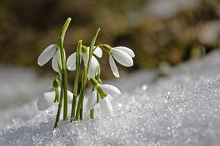 Bez śniegu, bez deszczu, za to słonecznie. Czyżby zima odpuściła? [PROGNOZA POGODY]