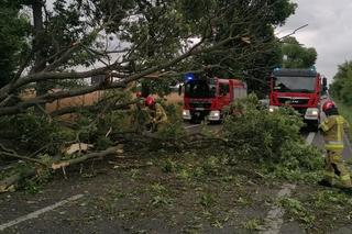 Bilans po burzy w woj. lubelskim. Kilkadziesiąt interwencji strażaków i jedna osoba poszkodowana