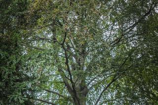 Buk pospolity z Woli