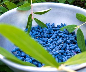 Nalewka z jagody kamczackiej – owocowy eliksir o słodko-cierpkim smaku