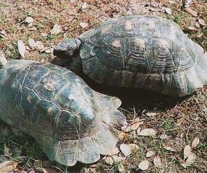 Żółw obrzeżony - zdjęcie ilustracyjne