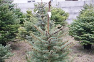 Punkt sprzedaży choinek przy ulicy Naramowickiej 