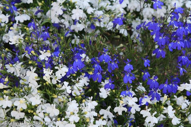 Lobelia przylądkowa – znakomity kwiat na balkony, tarasy i na rabaty ...