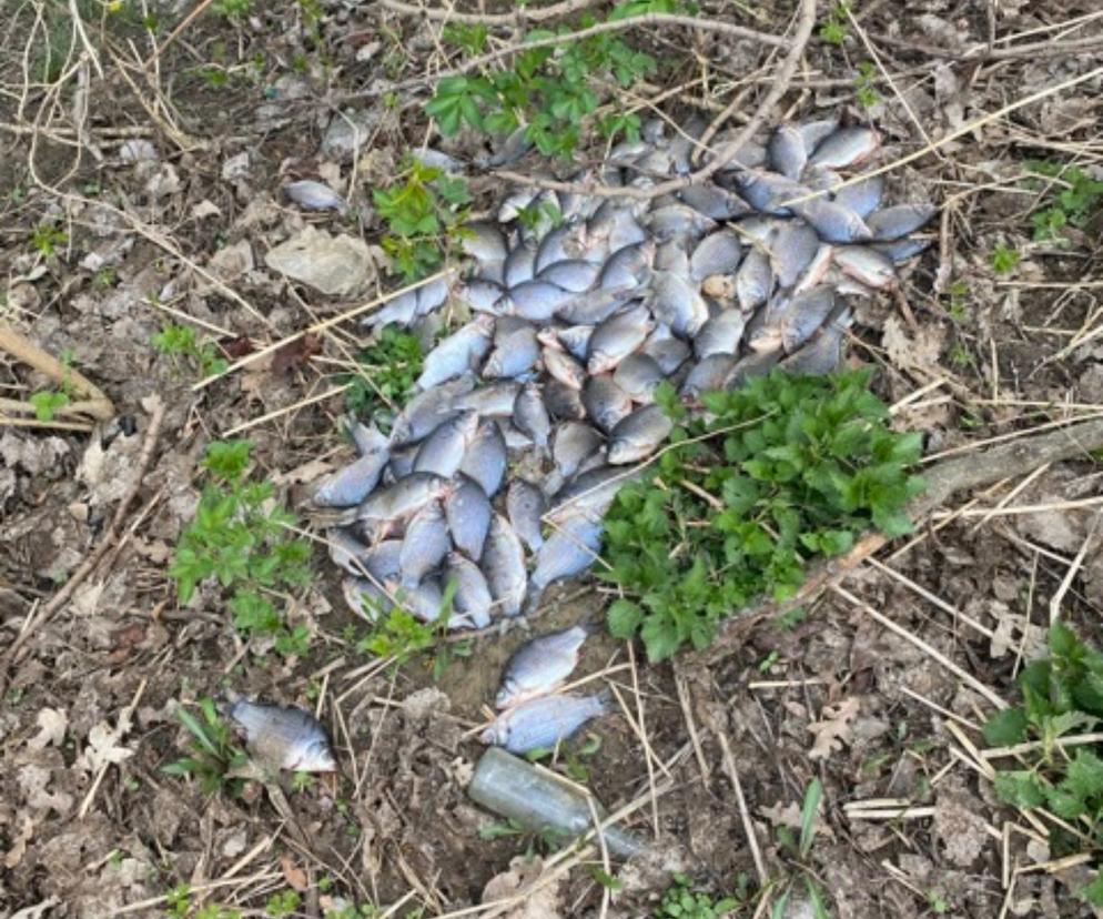 Martwe ryby wyrzucone na lubelskim Węglinie. Co tam się stało? 