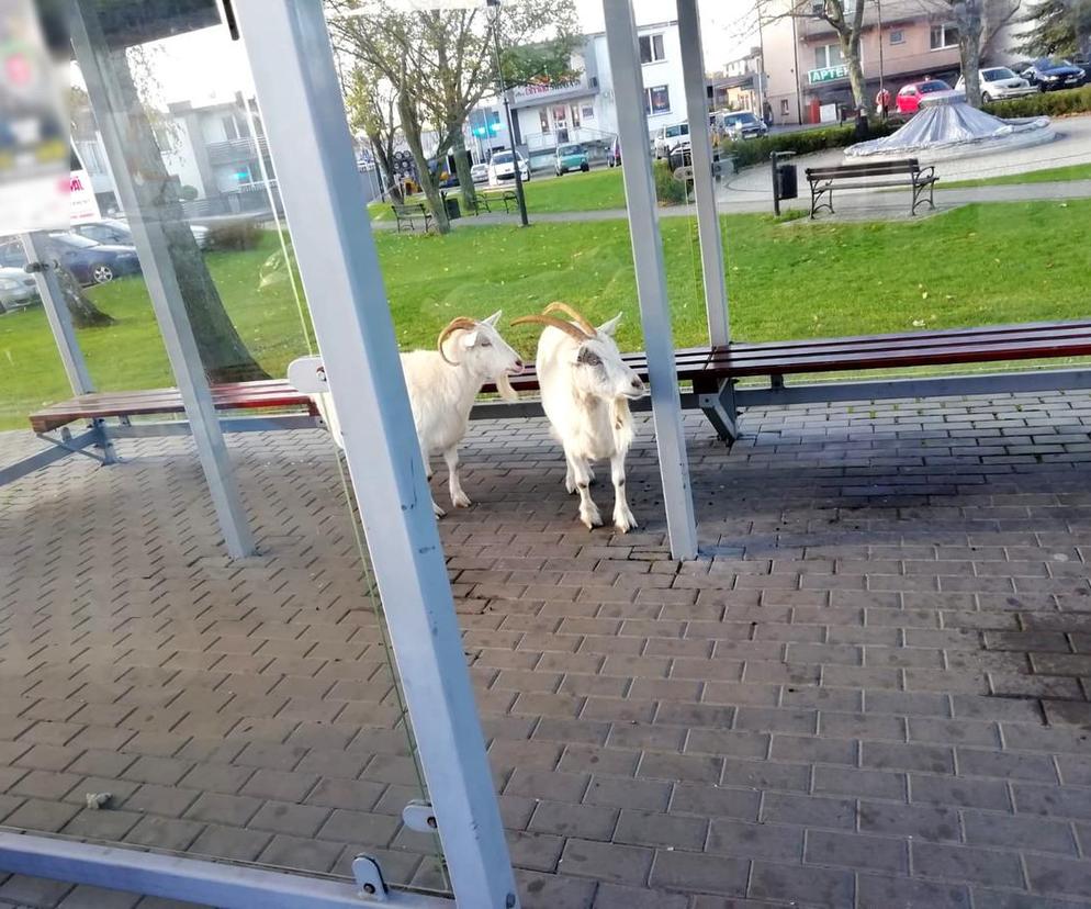 Kozy na przystanku autobusowym