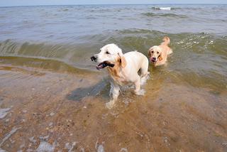 Idź z pupilem na psią plażę