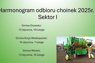 Znamy tegoroczny harmonogram odbioru choinek