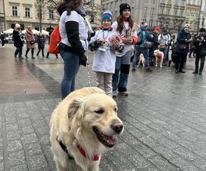 WOŚP 2024 w Krakowie. Grupa Golden Retriever opanowała cały Rynek Główny!