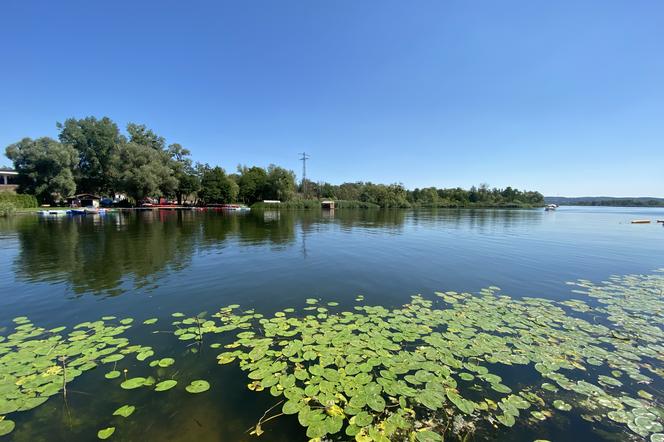 Szczecin: pierwsze martwe ryby na kąpielisku Dziewoklicz! Plaże zamknięte do odwołania! [WIDEO, ZDJĘCIA]
