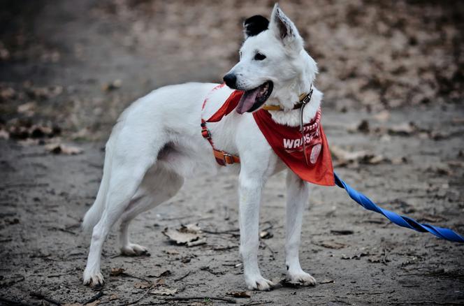 Marley - pies do adopcji