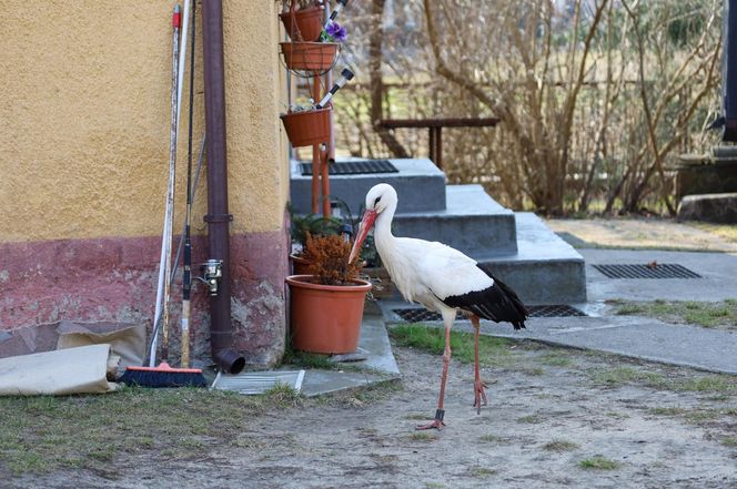 Deszcz uszkodził dom bocianiej rodziny w Krutyni