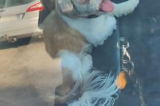 Policjanci uratowali psa pozostawionego w zamkniętym samochodzie