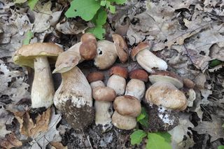 Pierwsze grzyby w woj. warmińsko-mazurskim. Leśnicy oficjalnie potwierdzają! 