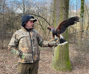 Drapieżnik lata nad „Aleksandrią”. Jastrząb Grażyna płoszy gawrony