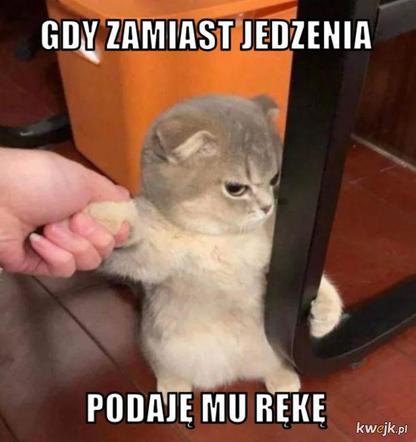 Koty opanowały internet! Memy z mruczkami bawią do łez [TOP 45]
