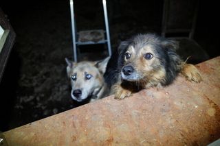 Właścicielka urządziła zwierzętom prawdziwy horror. W takich warunkach ich trzymała. Niektóry były żywcem zjadane przez robaki