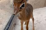 Najmniejsza antylopa świata urodziła się w zoo we Wrocławiu. Od razu skradła serca!