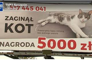 5000 zł nagrody za znalezienie dachowca - wielki billboard z ogłoszeniem